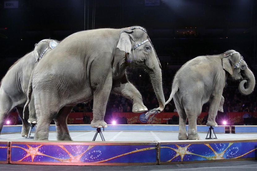 Los elefantes actuaron por última vez el domingo en el Ringling Bros. Circus. (AP/BILL SIKES)
