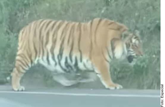Un tigre de bengala anda suelto en Tapalpa, un pueblo en Jalisco al sur de Guadalajara, en...