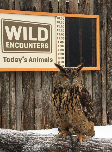 Ziggy, a Eurasian eagle owl, got to spend some time outdoors in the snow on Wednesday, Feb....