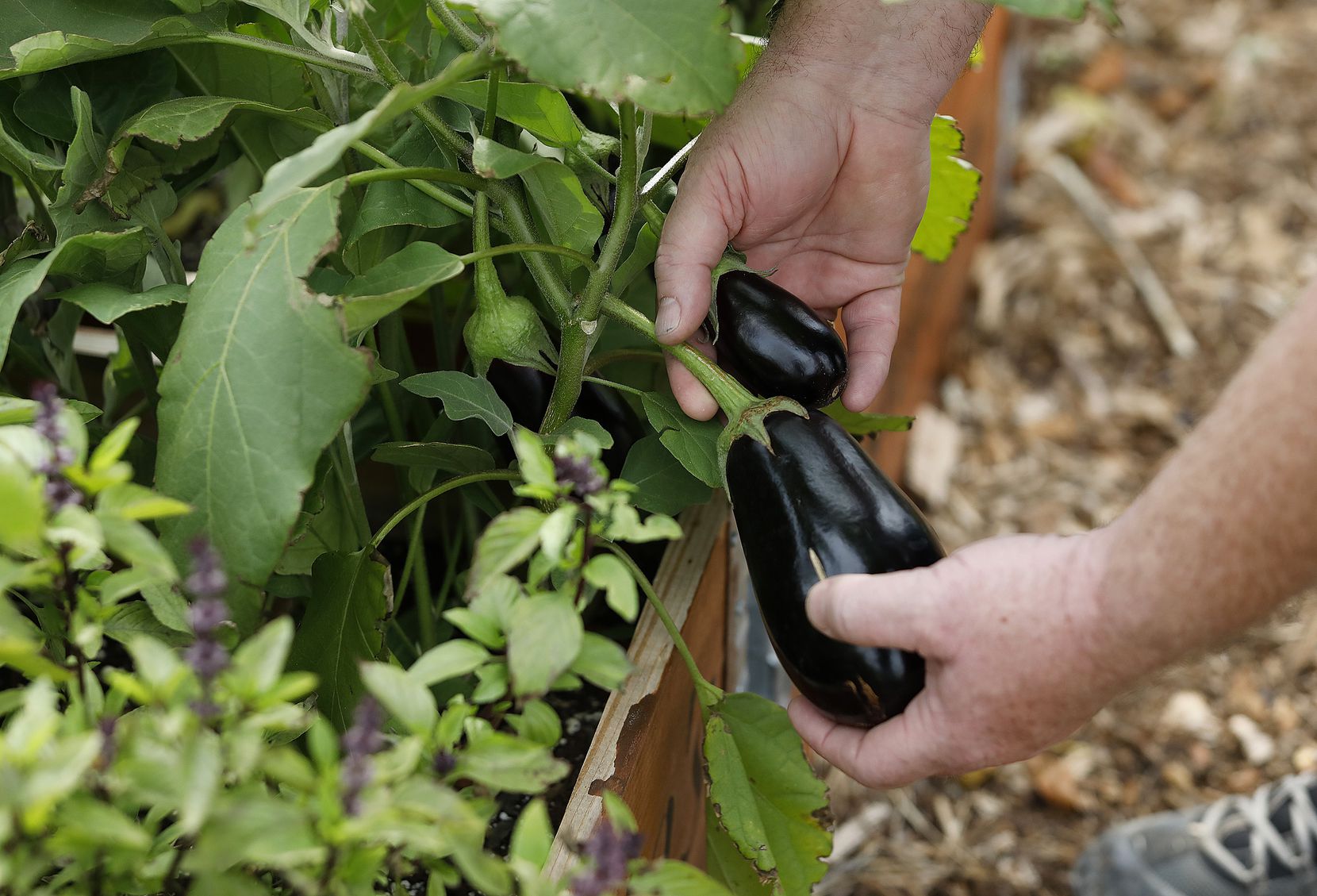 Owen Lynch, co-founder and executive director of Restorative Farms in Dallas, shows an eggplant being grown.