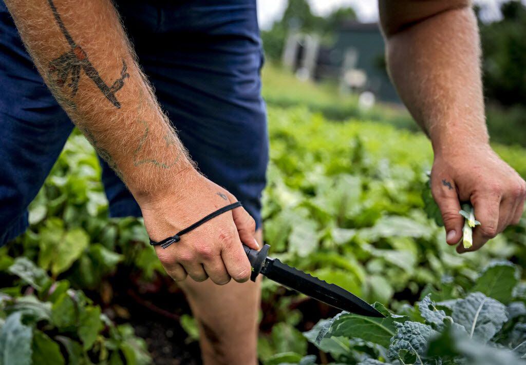 Jarrad Rush cuts greens with a knife while harvesting at Farmers Assisting Returning...