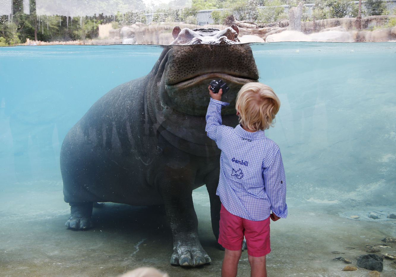 Gambill Whitsitt, 3, got a good look at Adhama during the grand opening of the Dallas Zoo's...