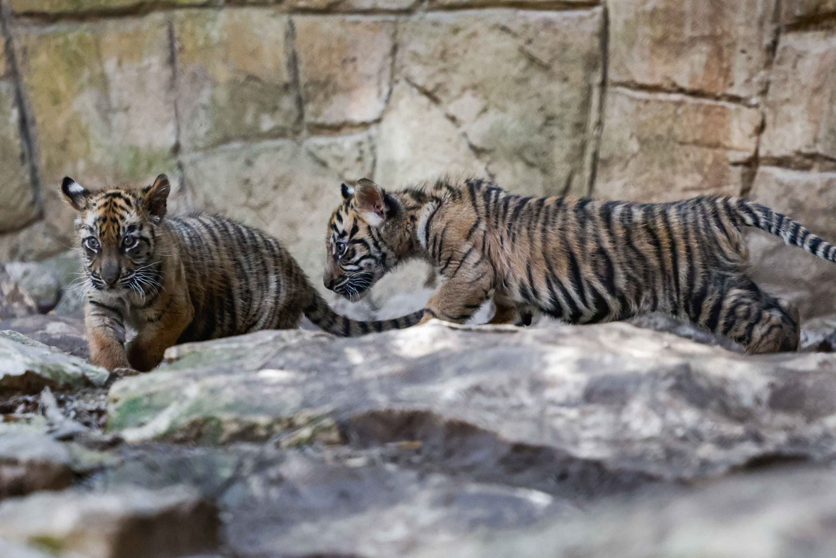 Nine-week-old tiger cubs, Rudi and Nety, spend time in the open recreation area for the...