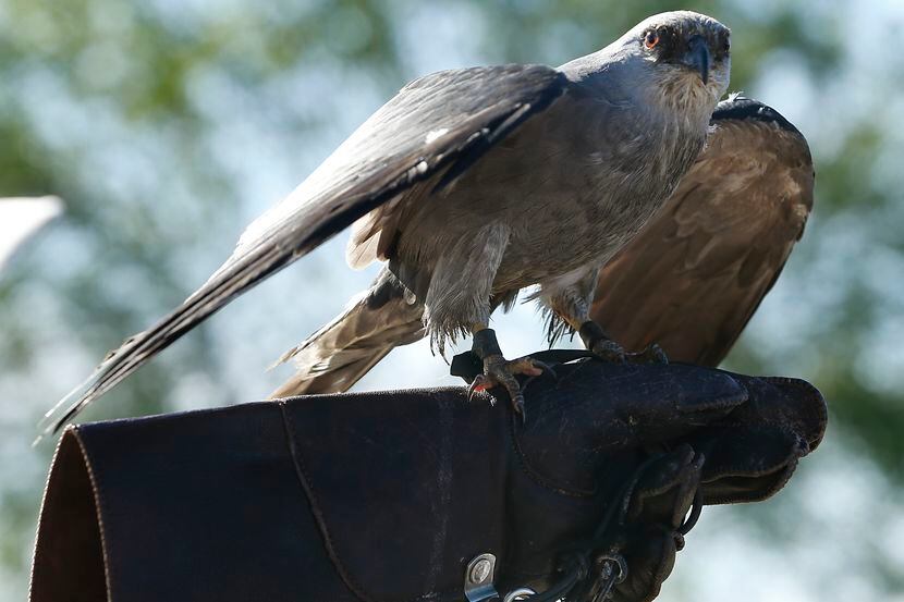 A Mississippi kite is pictured in this file photo. A Southlake neighborhood is being...