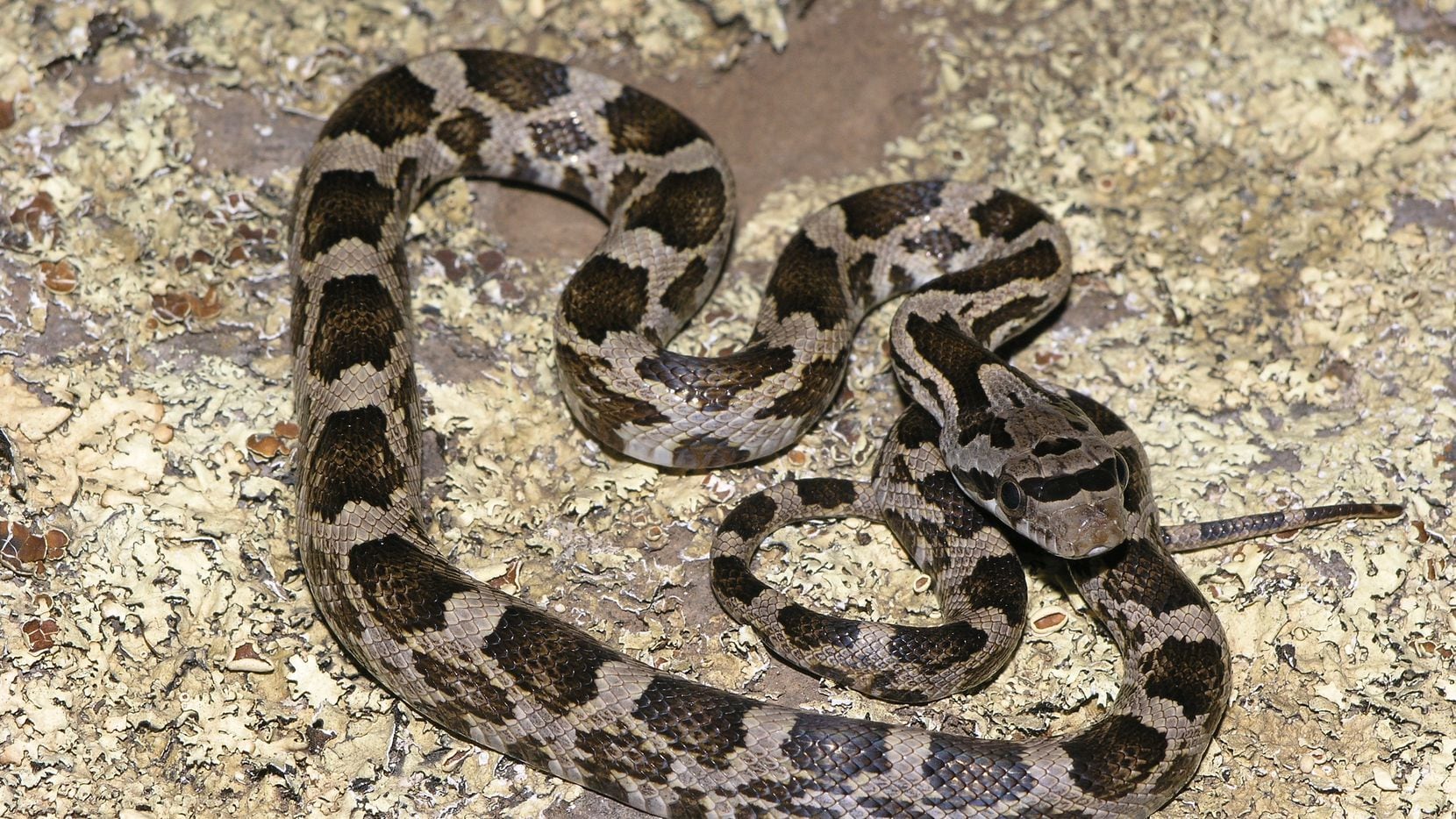 cute harmless snakes in kentucky freshwater