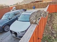 A bobcat was was spotted on a Frisco homeowner’s backyard Ring floodlight camera. The...