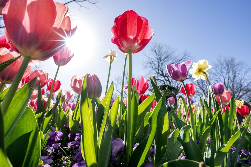 Pink and purple tulips grow among daffodils during the Dallas Blooms festival at the Dallas...