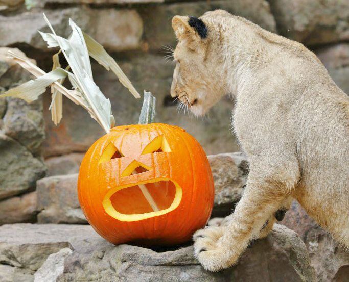 A lion at the Fort Worth Zoo gets a Halloween treat during Boo at the Zoo. 