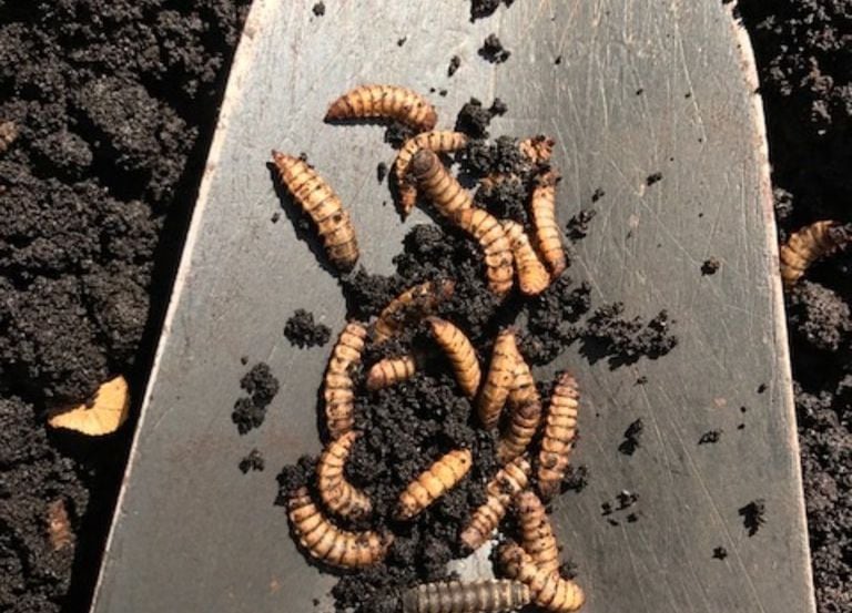 Black soldier fly larvae in coffee grounds 
