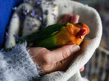 Marleny Almendarez, 38, holds their pet bird, Little Rainbow, who appeared dead after...