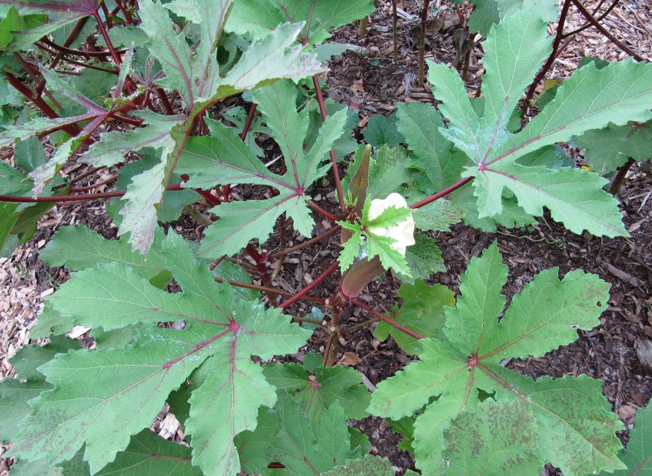 okra seedlings white leaves