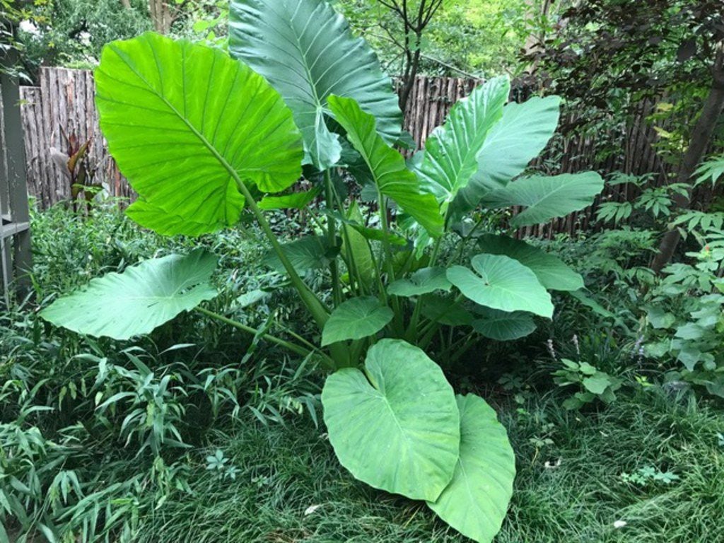 Dramatic elephant ear plants are plenty tough enough for North Texas