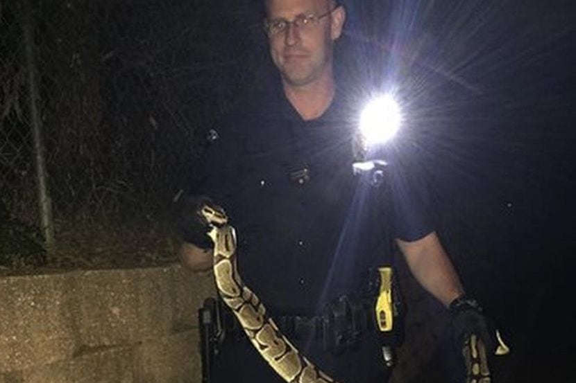 La policía atrapó una serpiente cerca de una tienda de Toys “R” Us. (POLICÍA DE...