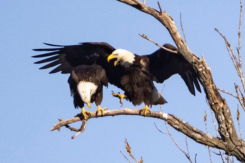 Dos águilas calvas armaron su nido en White Rock Lake y han atraído a muchos fotógrafos al...