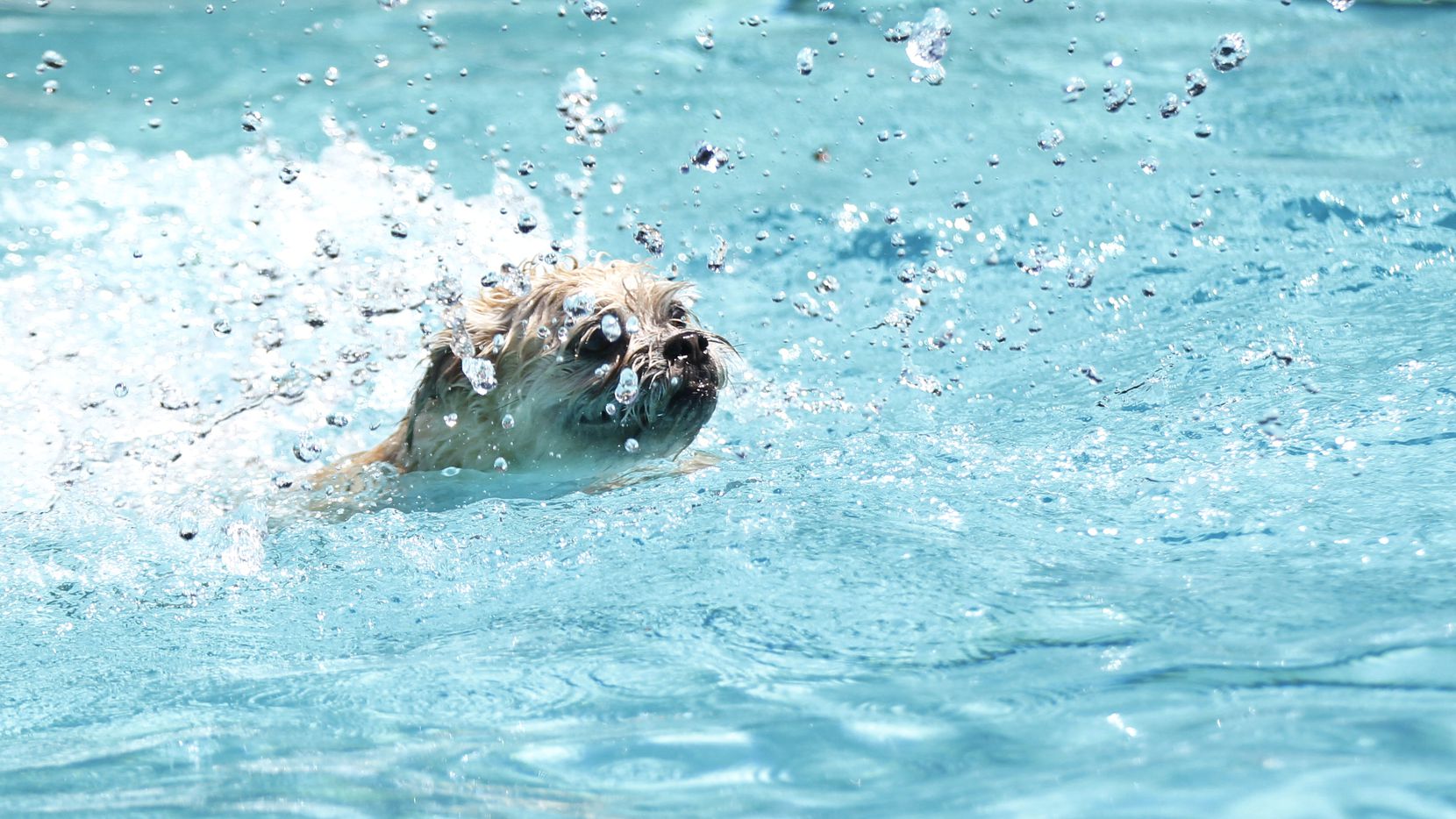 A dog jumps into the water during a swim day for dogs.