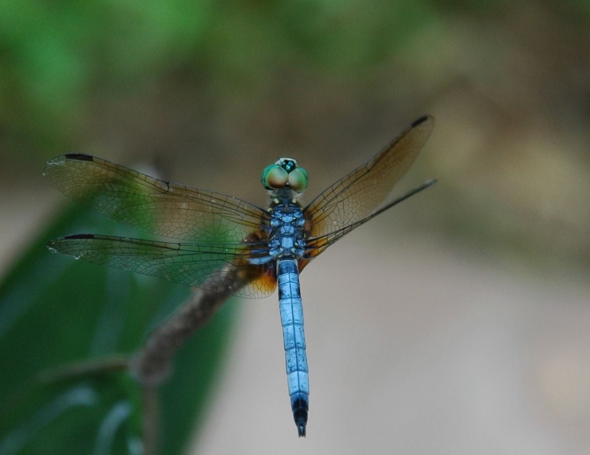 Dragonflies come in several different colors.