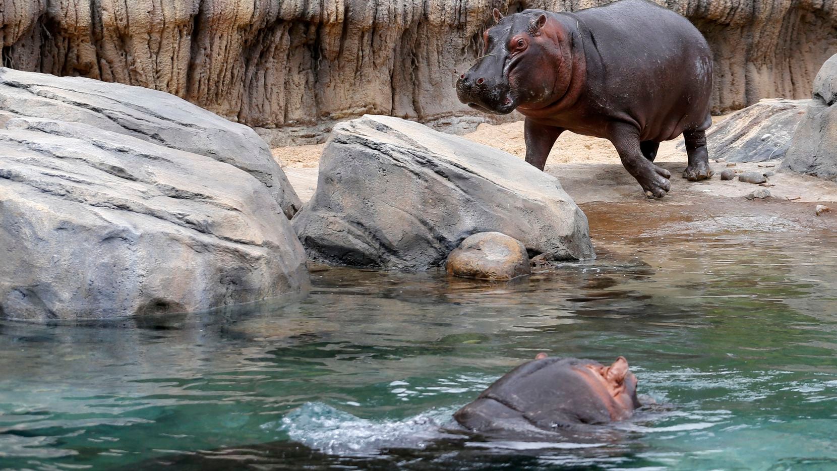 First Baby Hippo Delivered At New Dallas Zoo Exhibit Dies