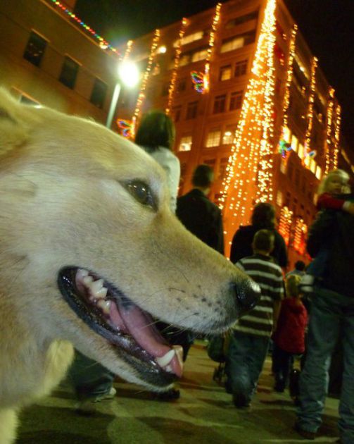 503px x 630px - Dog About Town: Visiting Santa and more things to do with ...