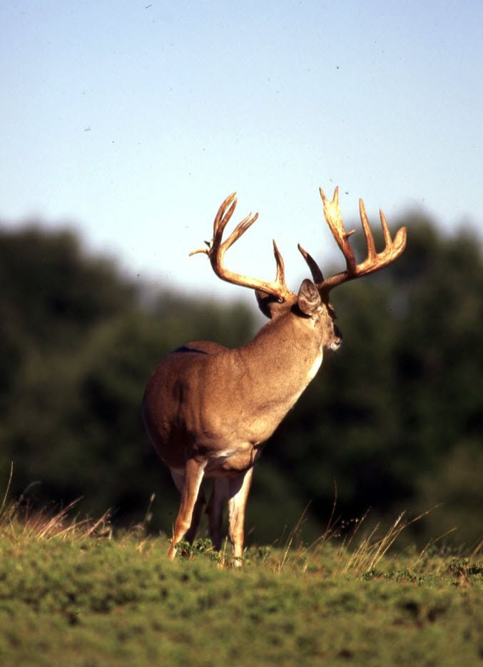 Deer Movement Chart East Texas