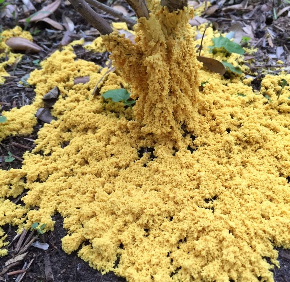 960px x 934px - Is slime mold hazardous to a shrub?
