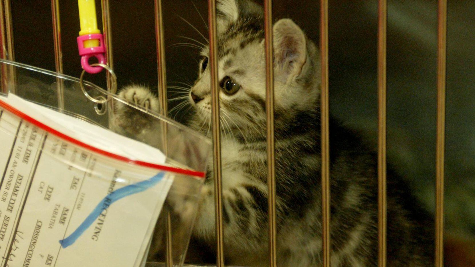 Cat Adoptions Cost 10 Kittens 25 In June At Prairie Paws - 