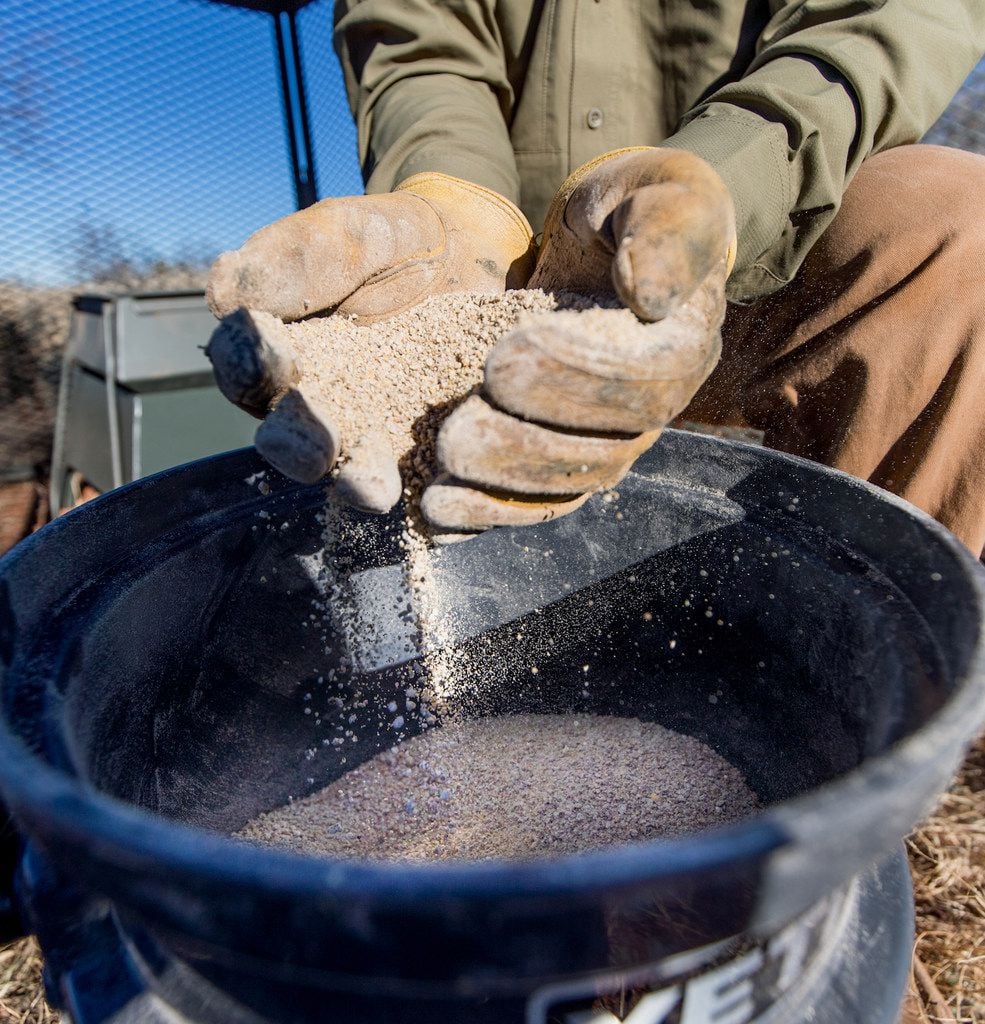 Scientists at Texas Tech University have developed a medicated feed for treating parasites in wild quail. Fittingly called QuailGuard, the feed is awaiting approval of the FDA and is expected to be available for use sometime in 2019.