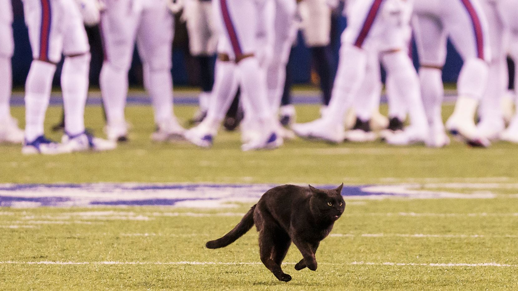One Funny Thing: Animals Crash Sporting Events