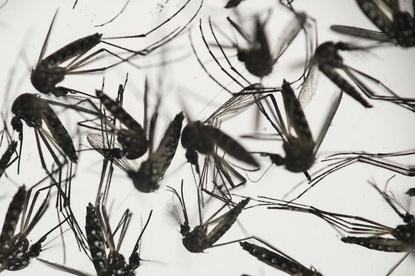 El mosquito del zika no vive más allá de los 2,000 metros de altura o 6,500 pies. (AP/FELIPE...