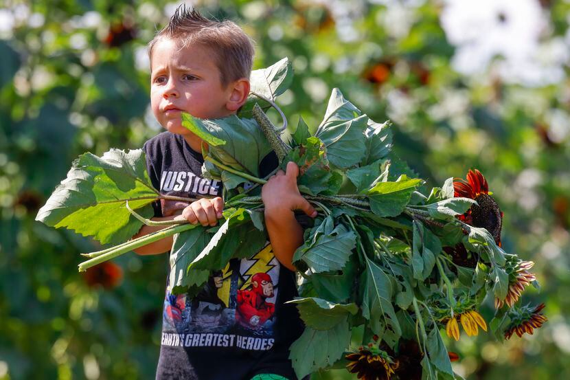 Jaxon Quincey, 5, carrying sunflowers that he picked from the nursery walks to the counter...