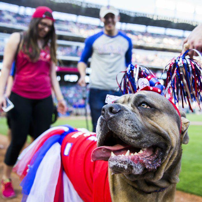 Bella the dog attends the Texas Rangers' annual Bark in the Park event. 