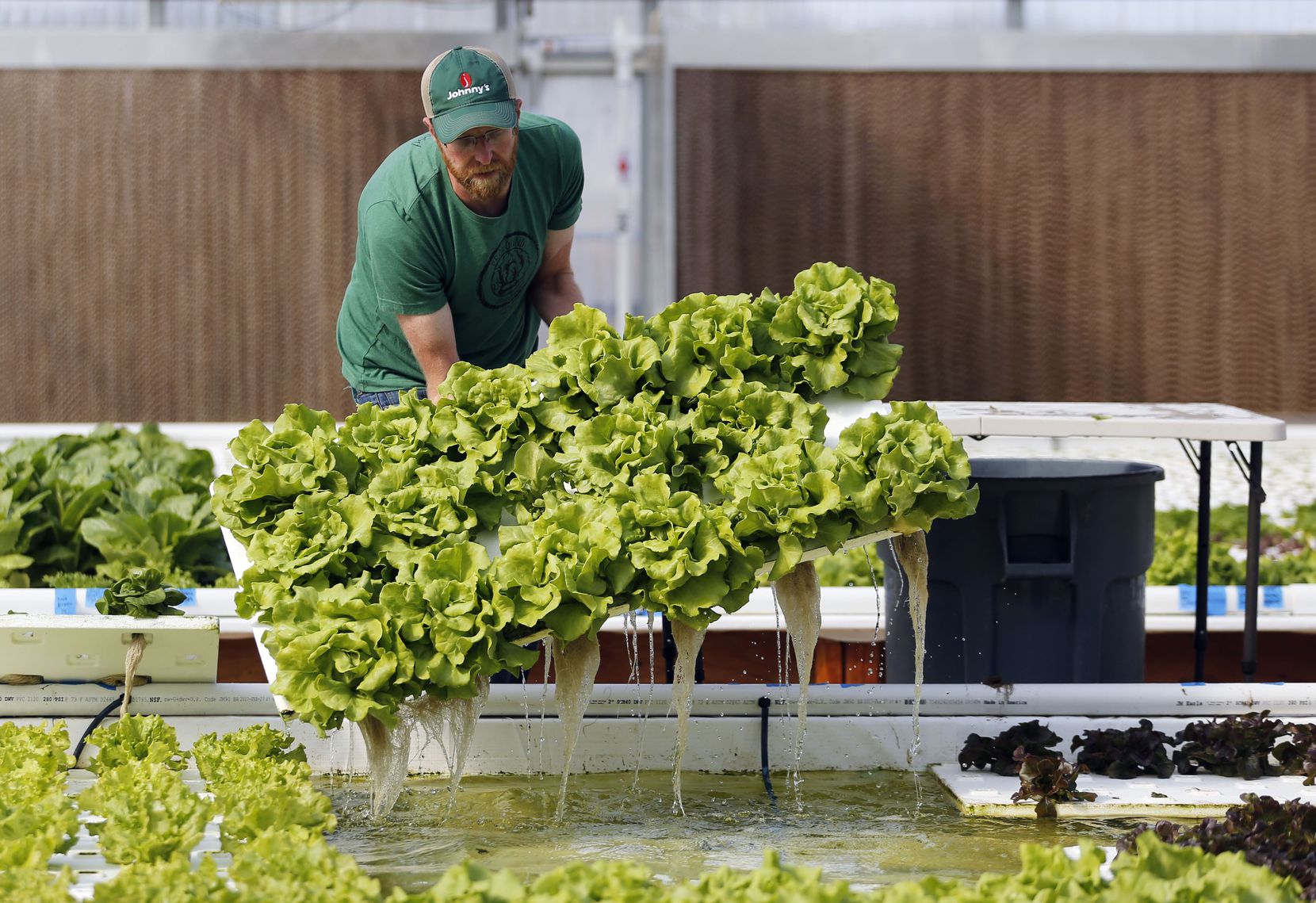 Profound Microfarms owner Jeff Bednar harvests lettuce at his greenhouse at Profound Microfarms in Lucas, Texas on Friday, October 27, 2017. 