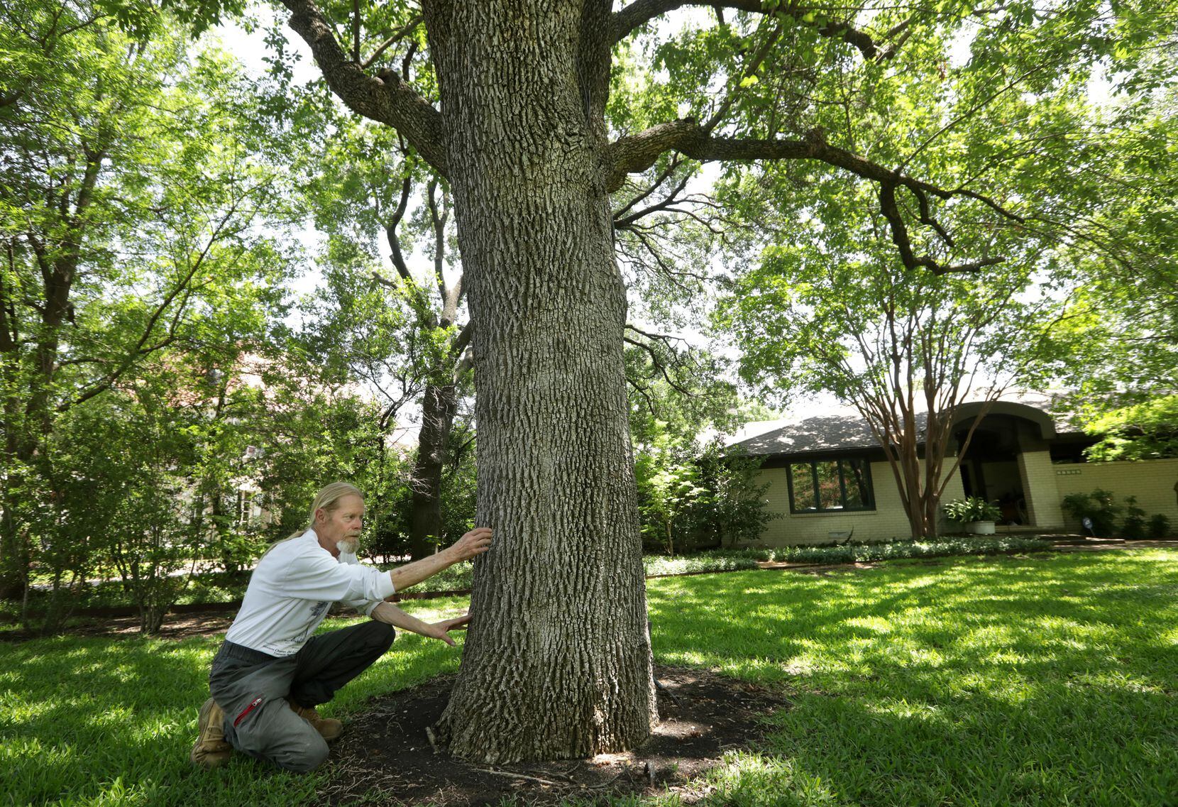 Certified arborist Steve Houser examines the bark and root system of a large ash tree at a...