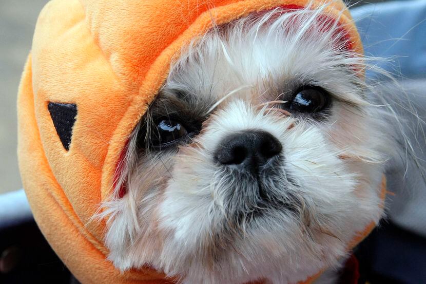 A Shih Tzu dog poses during a Halloween dog costume contest.
