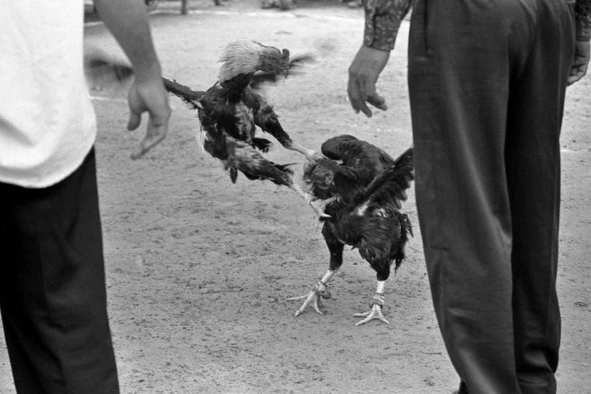 Criar gallos para pelear es un delito grave en Texas.