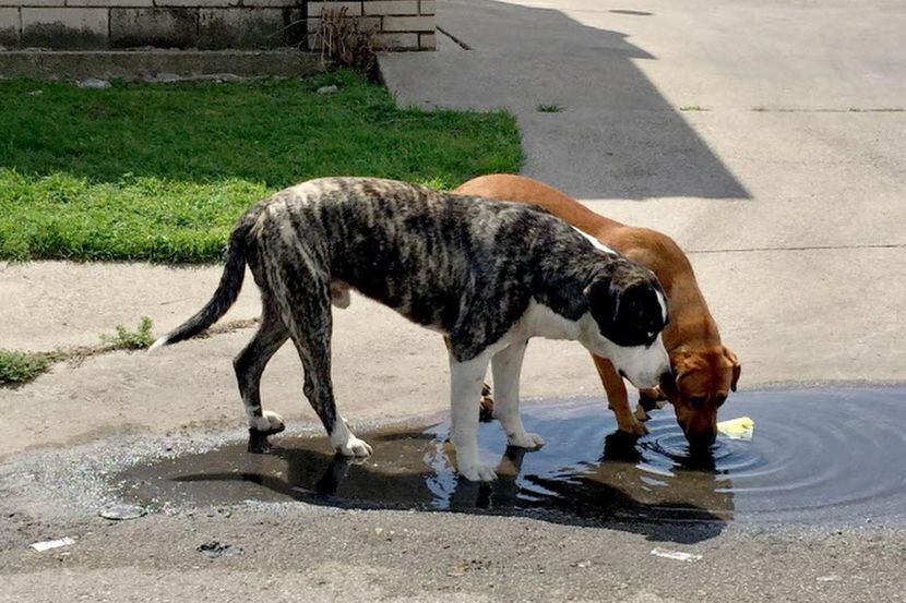 Dos perros beben agua de un charco en un sector del sur de Dallas. (DMN/GUY REYNOLDS)
