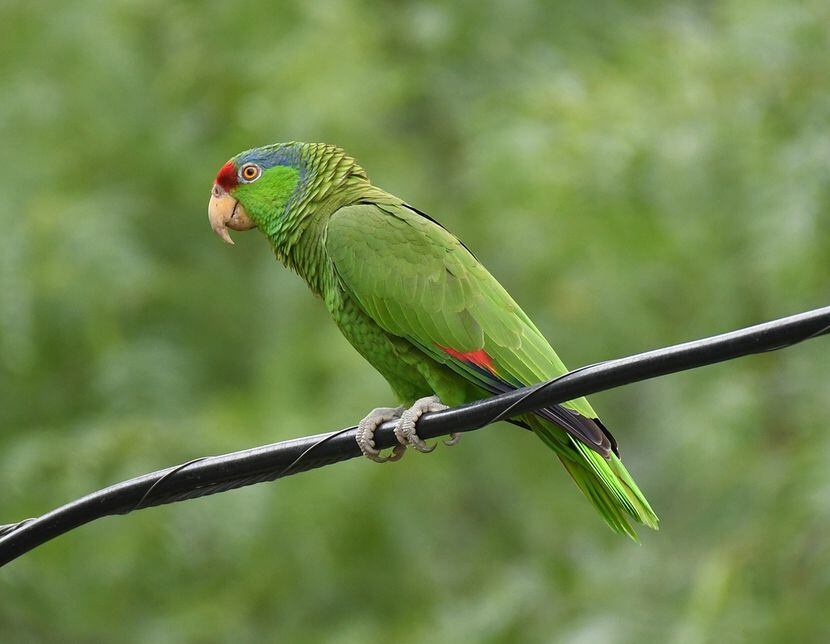 Researchers say the animal trade is one reason that the red-crowned parrots can now be found...