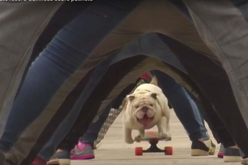 Otto, un bulldog peruano, rompió un récord de Guinness.
