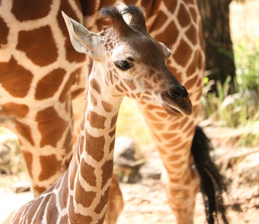 Giraffe calf Kora was born at the Dallas Zoo on March 19. Her name was announced by the zoo...