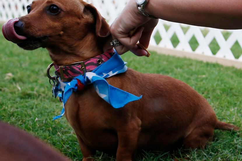 A furry competitor waits to race during the Dachshund races. 