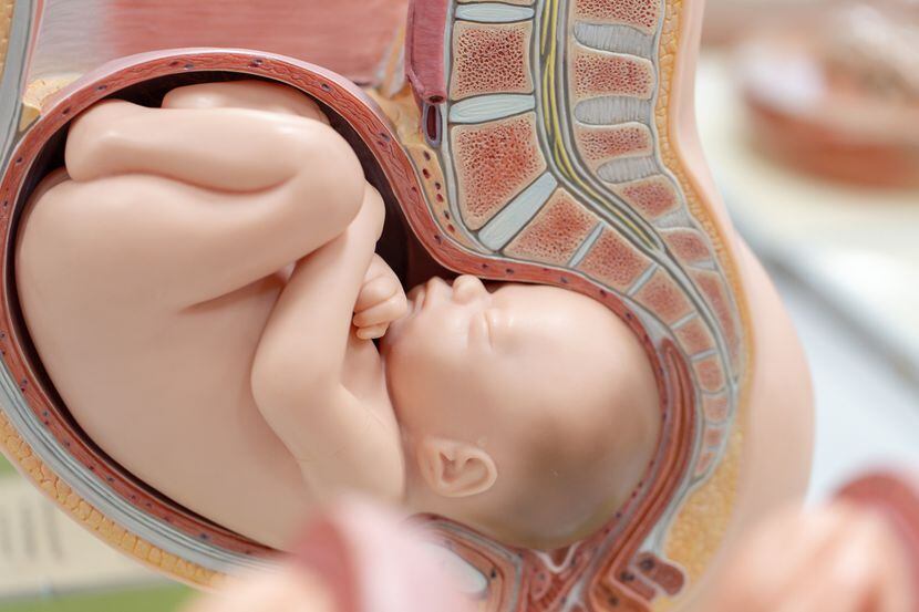 La placenta un órgano que se encarga de desintoxicar las sustancias “dañinas” para el bebé....