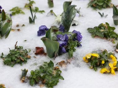 Frozen flowers were seen outside at NorthPark Center, Wednesday, Feb. 1, 2023, in Dallas. ...