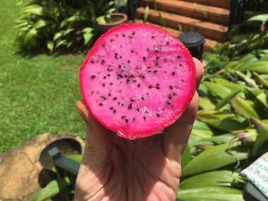 Kevin palms a Dragon Fruit, which sort of resembles a pink kiwi on the inside.