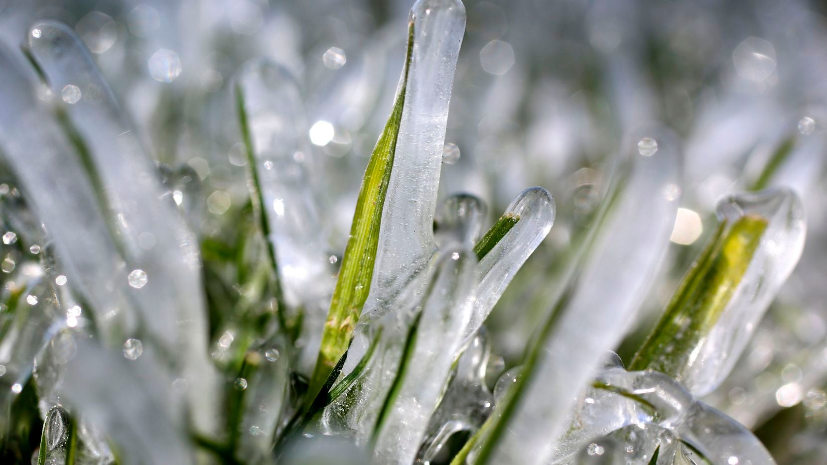 Ice covers grass from a sprinkler system along Abrams Road in East Dallas on Tuesday, March 5, 2019. In Dallas, temperatures dipped to 21 degrees, the lowest temperature of the year. (Rose Baca/Staff Photographer)