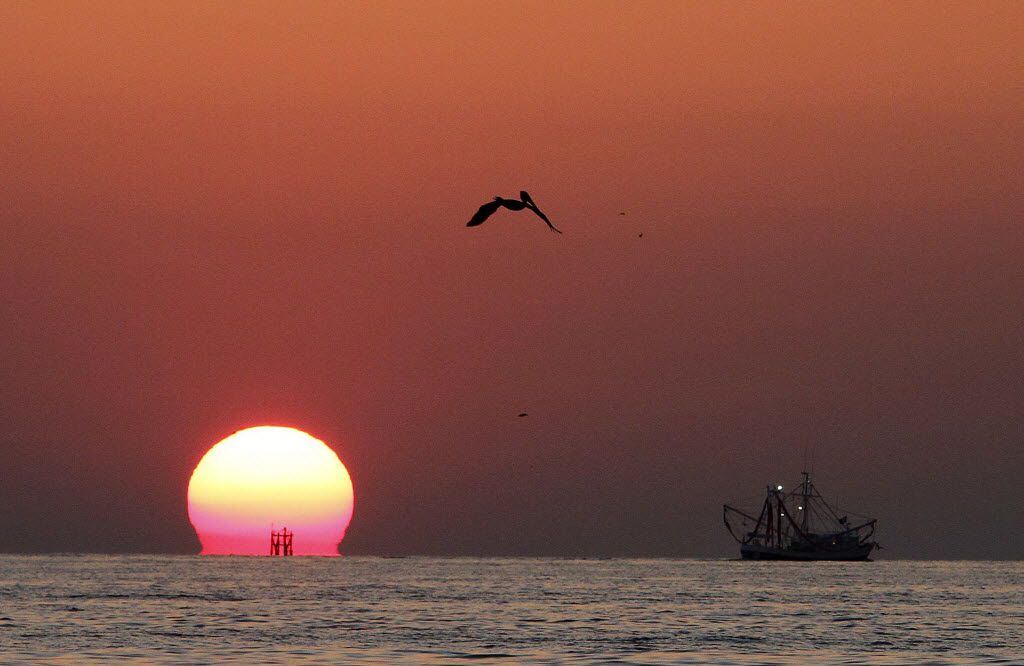 A Brown Pelican flies as the sun sets next to the Amanda Marie in the Gulf of Mexico on  May...