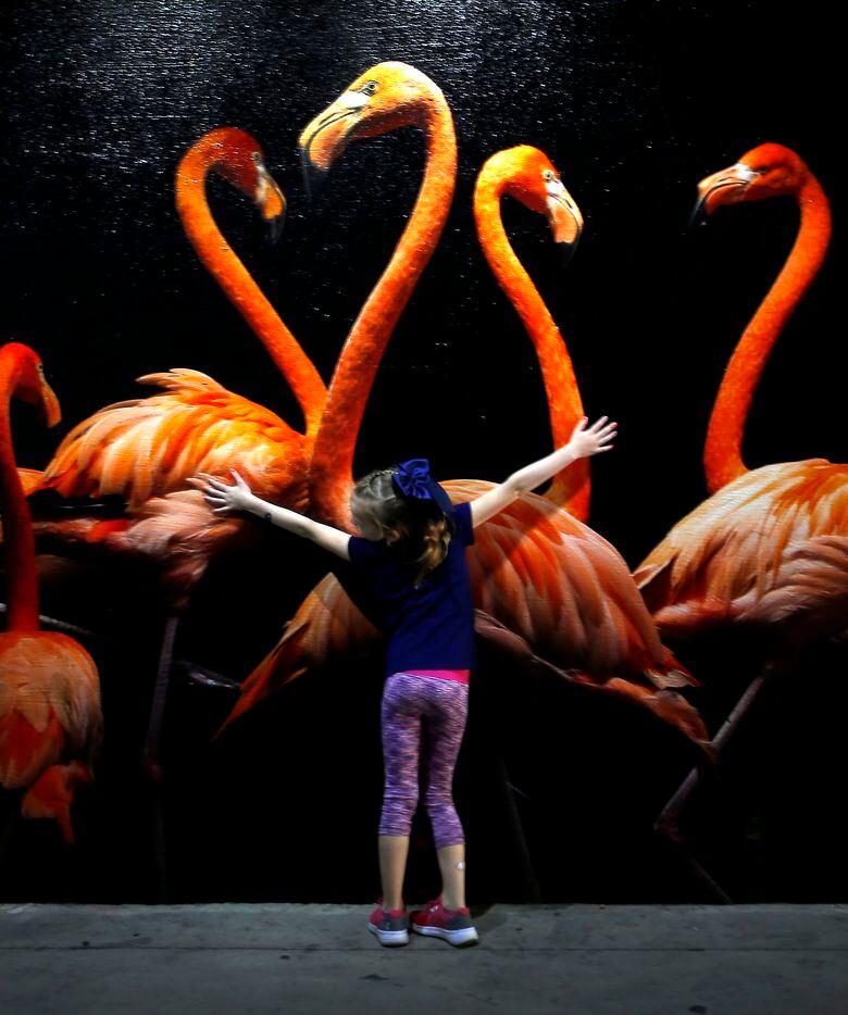 Brynn Gilliland, 7, stretches her arms in front of a photograph of American flamingos...