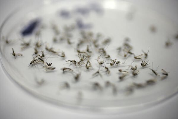 Una muestra de mosquitos para detectar el virus del Nilo en el condado de Dallas.