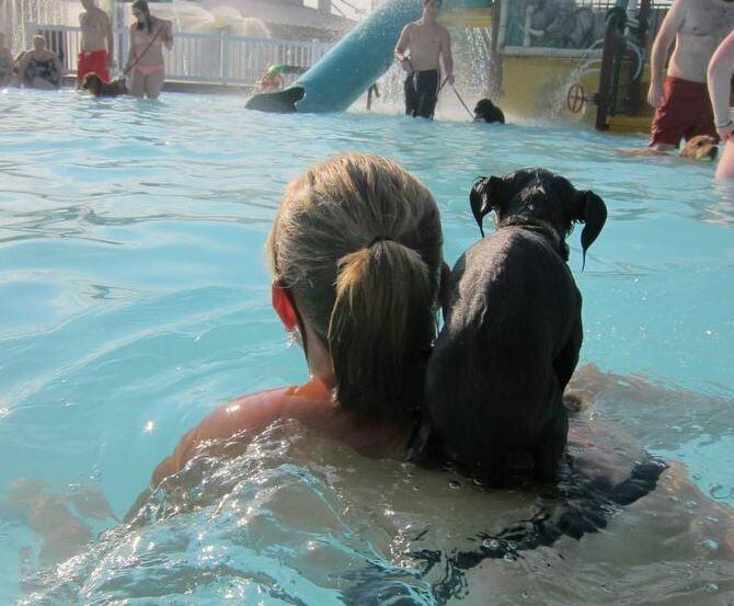 Doggy swim parties are scheduled at area pools, including Pooch Plunge at Wet Zone in Rowlett.
