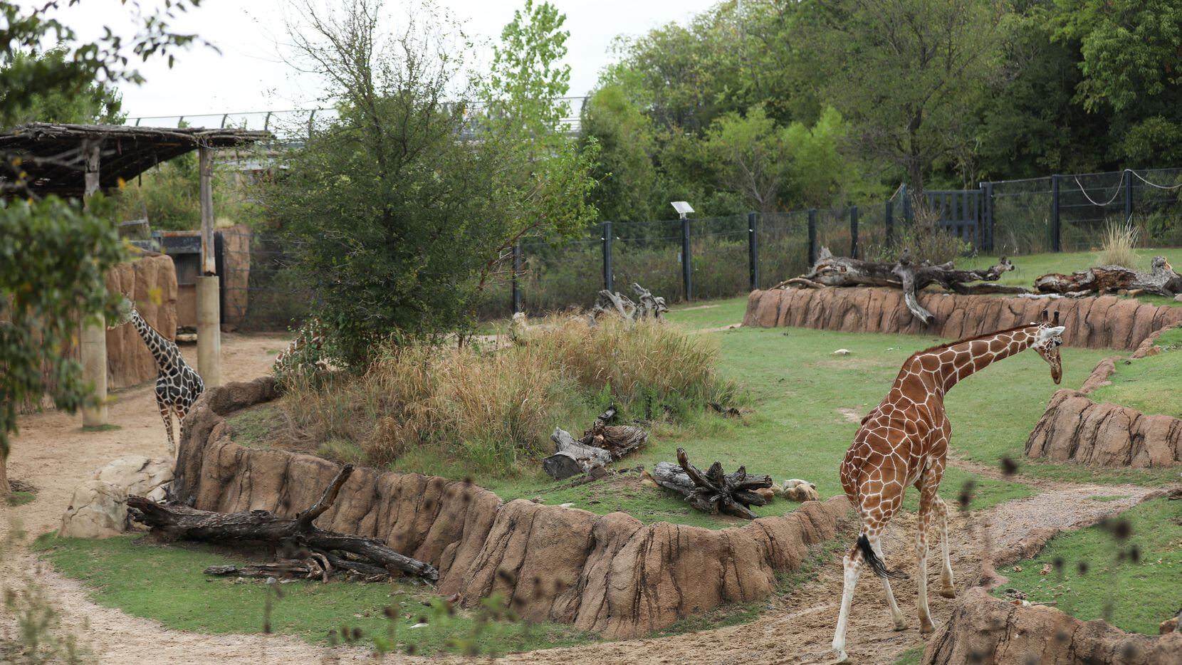Two of the giraffes at the Dallas Zoo take a lap around their mixed habitat on October 16,...