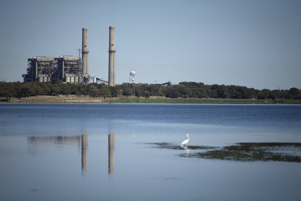 An egret perches on tall grass in Fairfield Lake State Park near the Big Brown coal plant. This is one of three Luminant coal-fired plants expected to close in 2018.