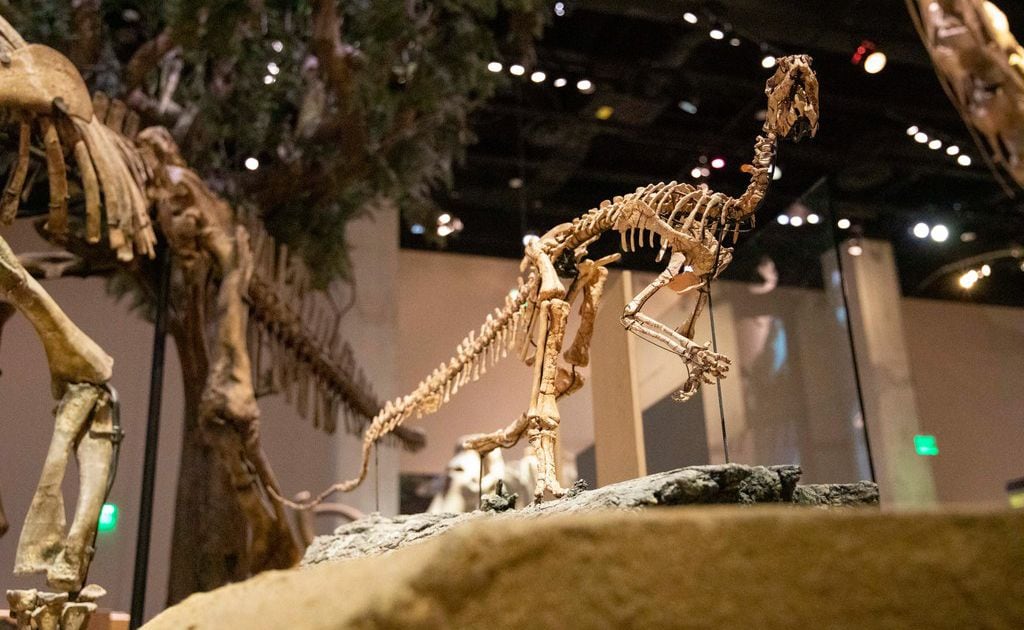 Tiny Texas dinosaur finally has a name nearly 35 years after discovery in  treasure trove of fossils